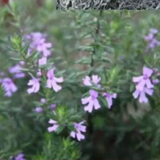 Germander