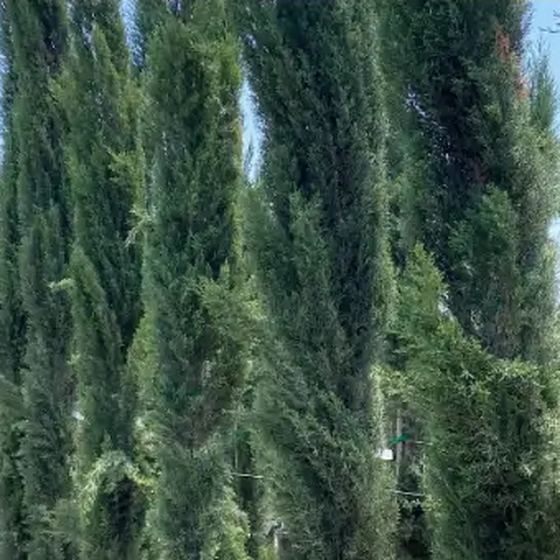 Italian Cypress
