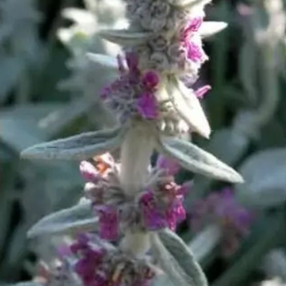 Lamb's Ear