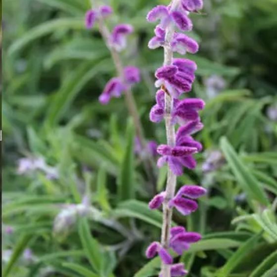 Mexican Bush Sage