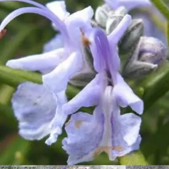 Rosemary