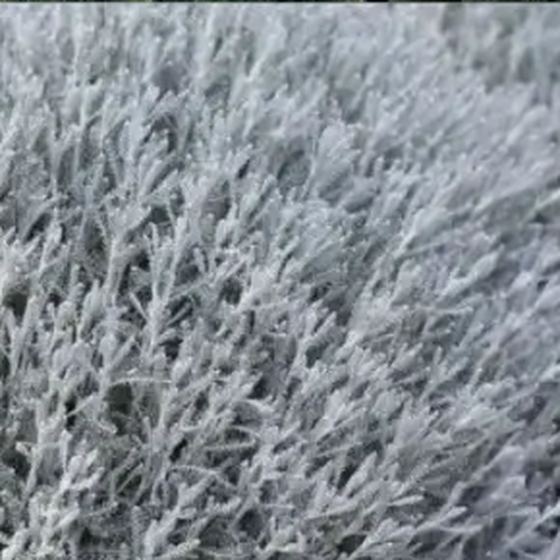 Santolina (Cotton Lavender)