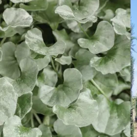 Silver Ponyfoot (Dichondra)