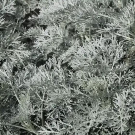 Wormwood (Artemisia)
