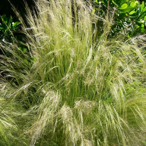 Mexican Feather Grass