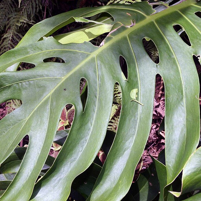 Monstera