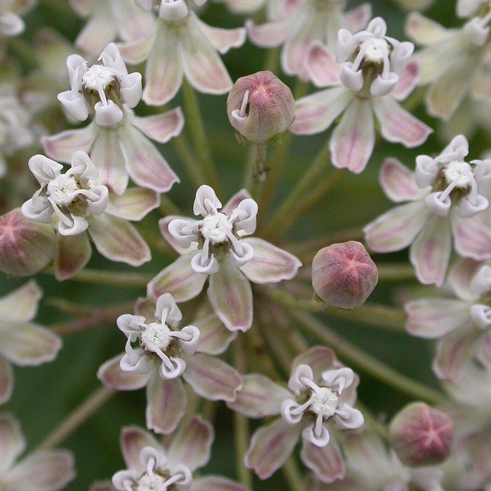 Narrowleaf Milkweed