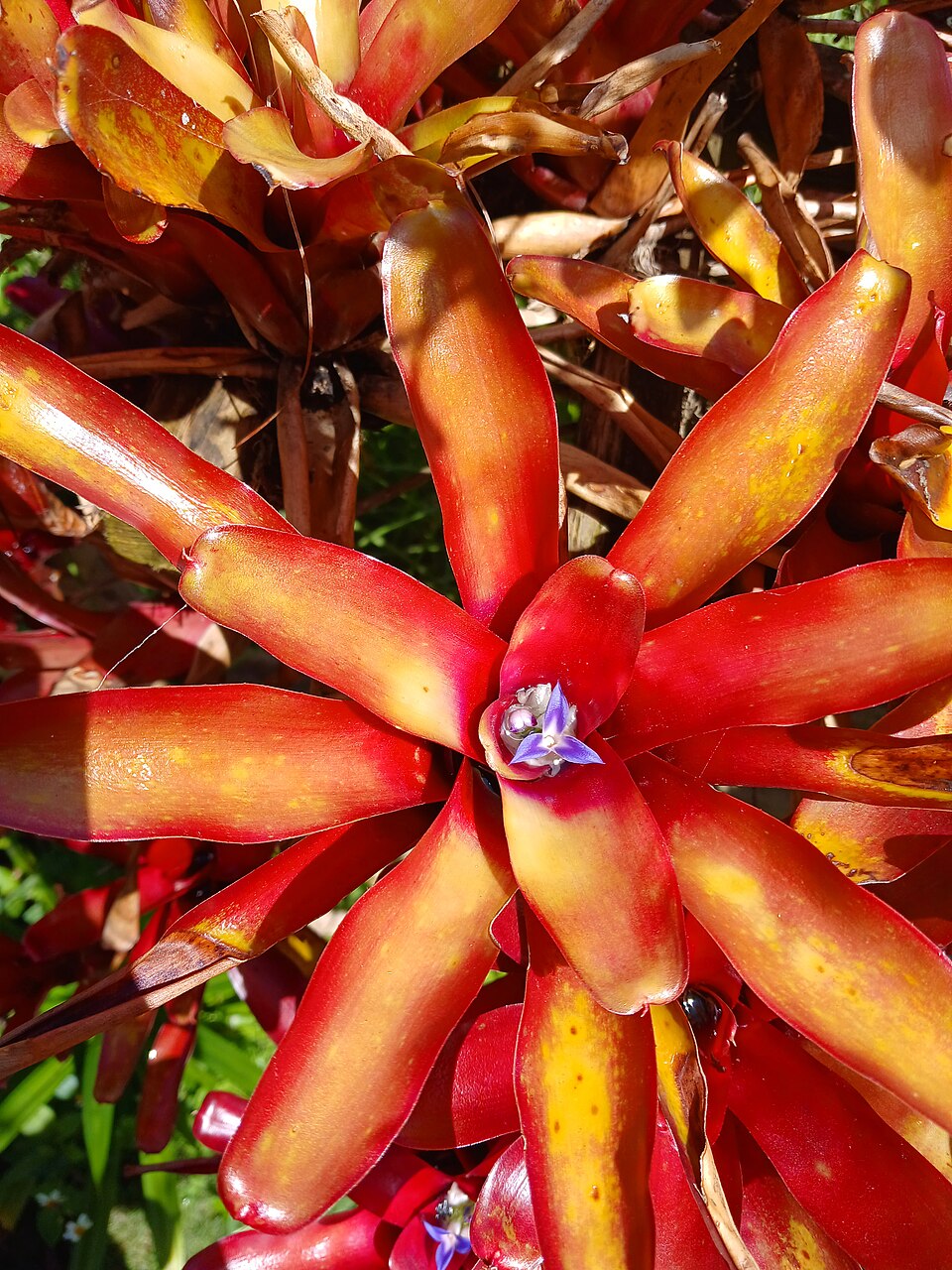 Neoregelia Bromeliad