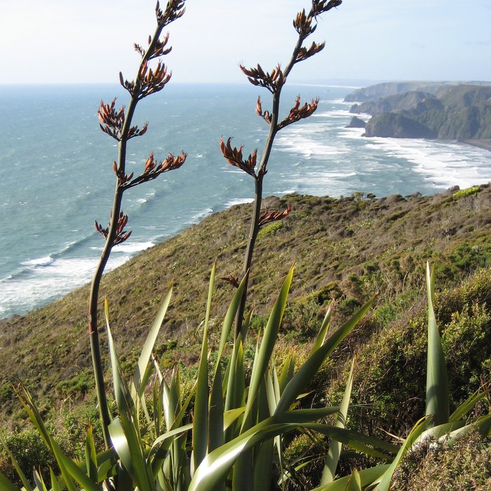 New Zealand Flax