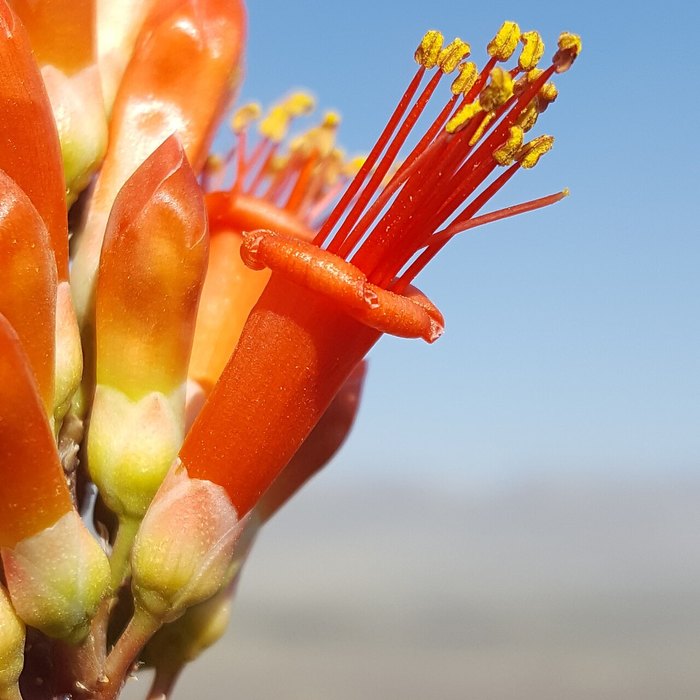 Ocotillo