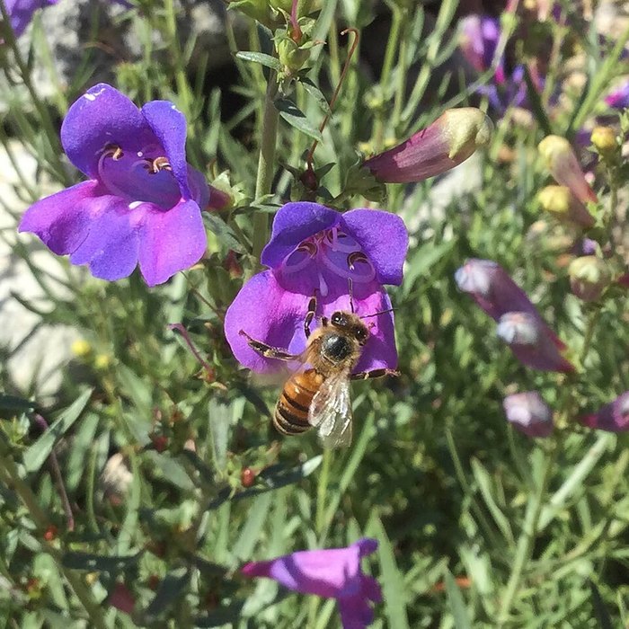 Penstemon