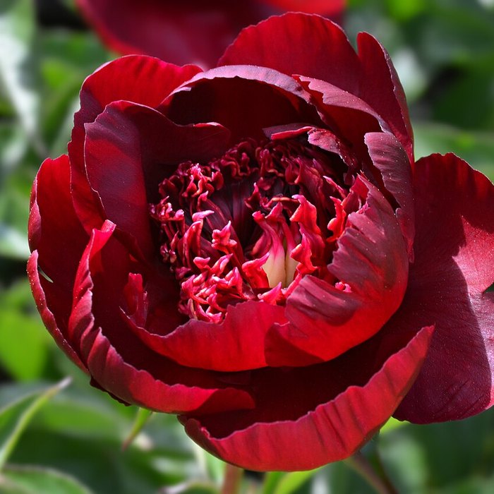 Peony