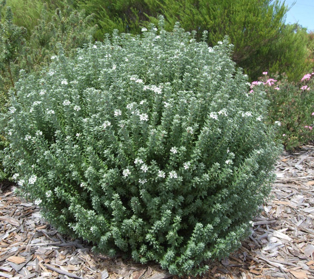 Coast Rosemary