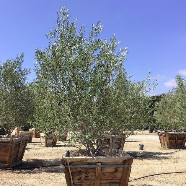 Fruitless Olive