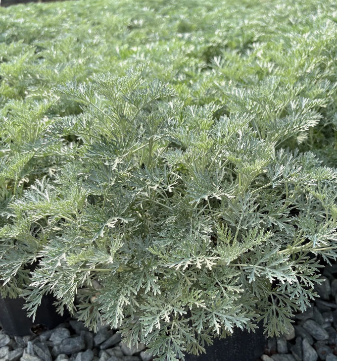 Artemisia 'Powis Castle'