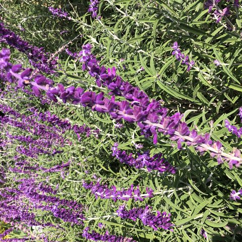 Mexican Sage