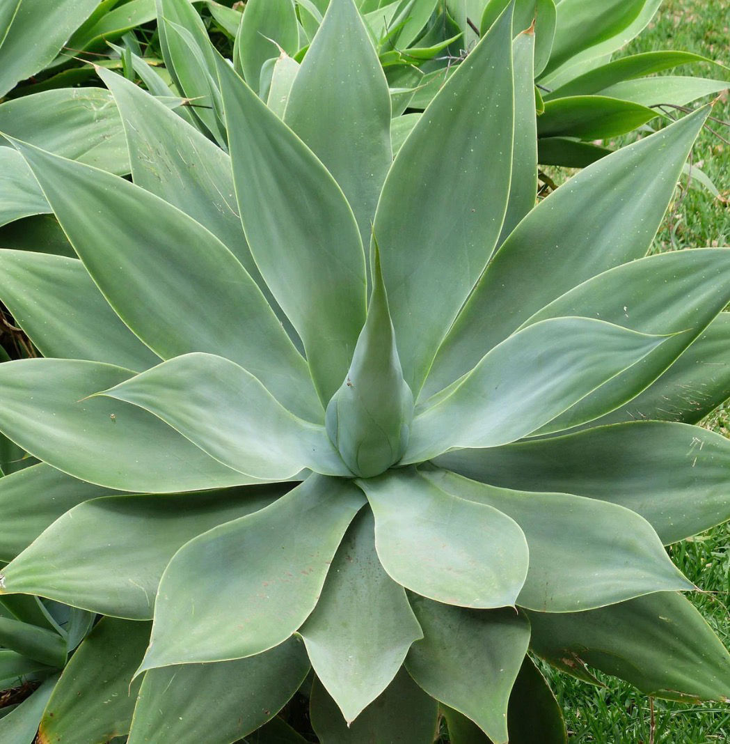 Variegated Foxtail Agave