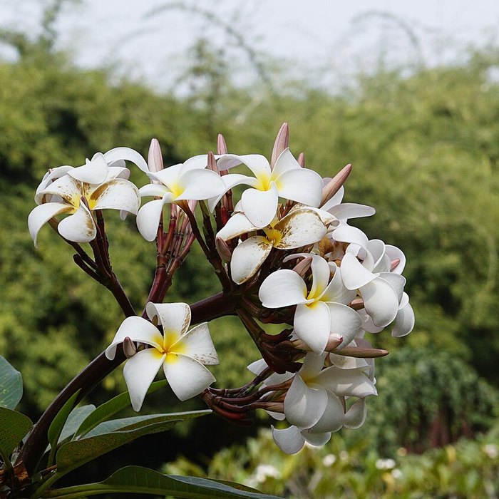 Plumeria