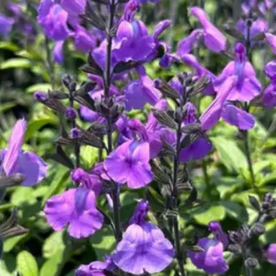 Amistad Salvia