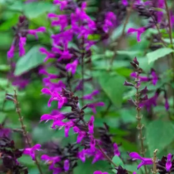 Autumn Sage