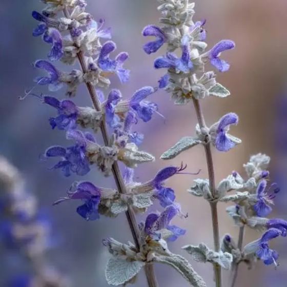 Bee's Bliss Sage