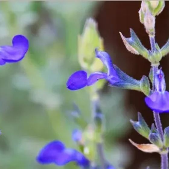 Blue Salvia