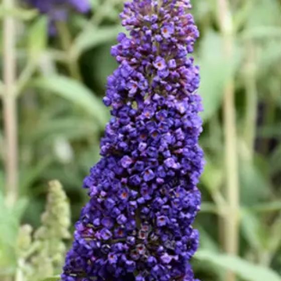 Butterfly Bush