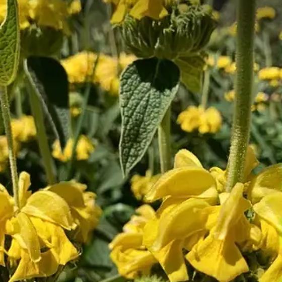 Jerusalem Sage