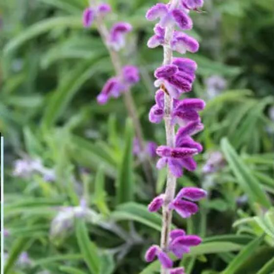 Mexican Bush Sage