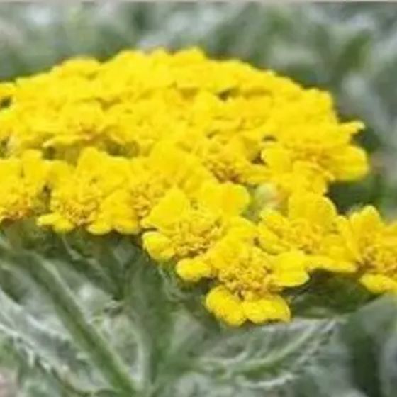 Moonshine Yarrow