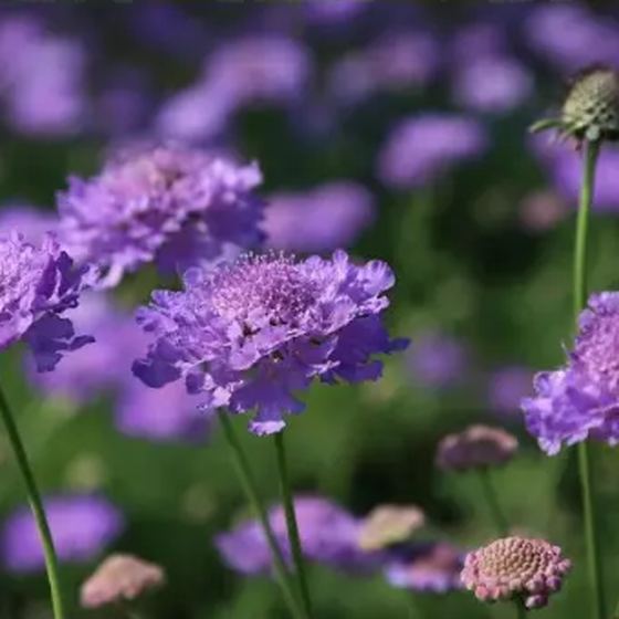 Pincushion Flower