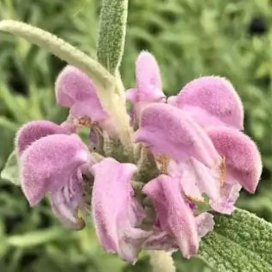 Pink Jerusalem Sage