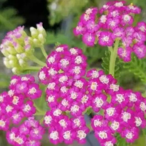 Pink Yarrow