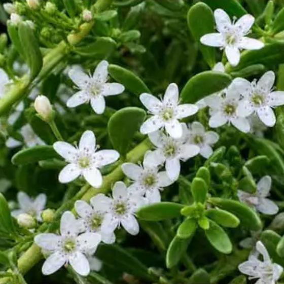 Trailing Myoporum