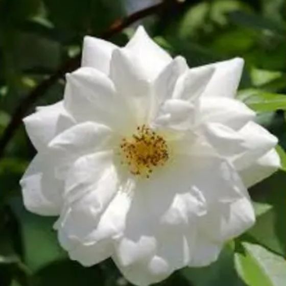 White Rose