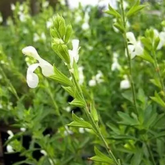 White Sage Shrub