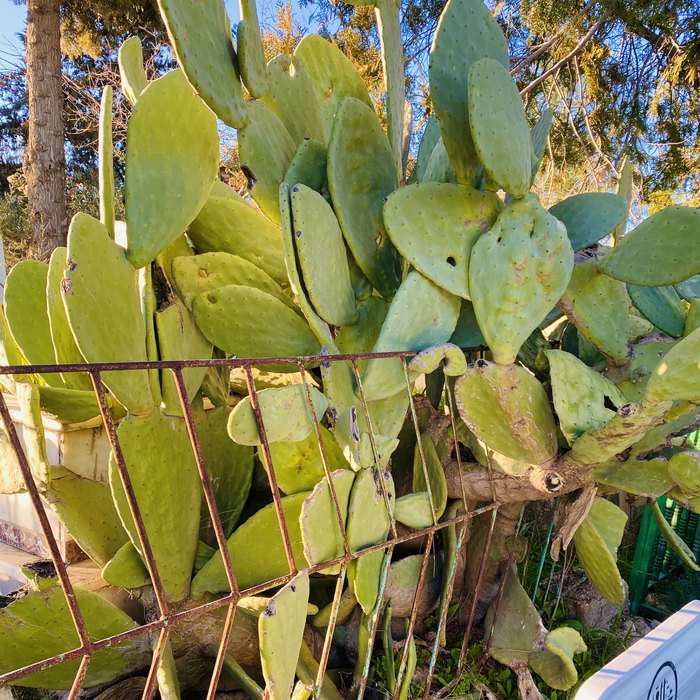 Prickly Pear