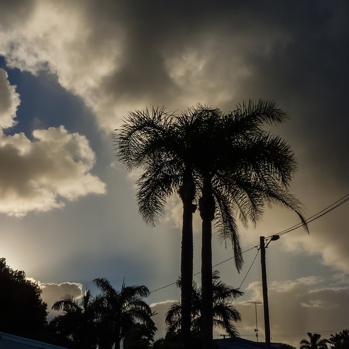 Queen Palm