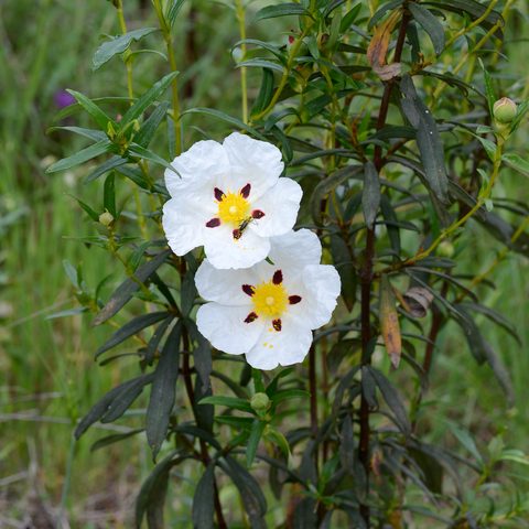 Rockrose (Cistus)