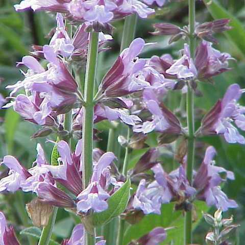 Salvia (Sage)