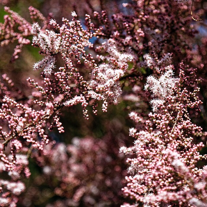 Tea Tree