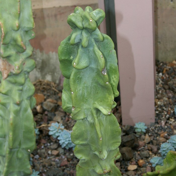Totem Pole Cactus
