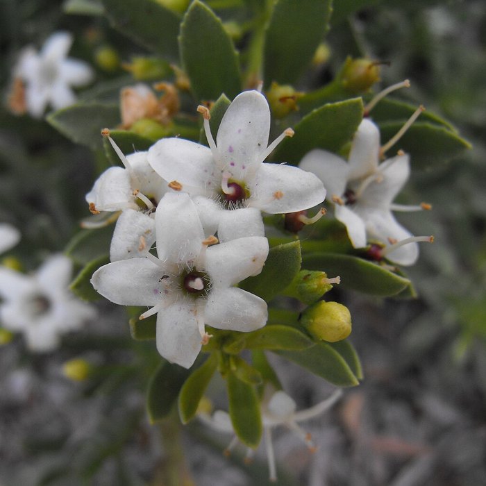 Trailing Myoporum