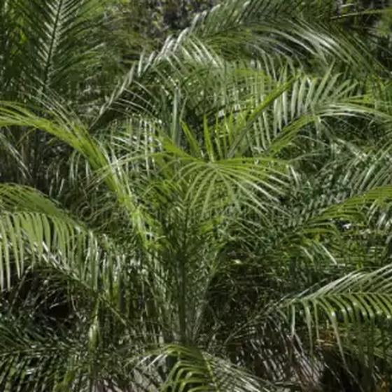 Areca Palm