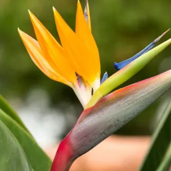 Bird of Paradise