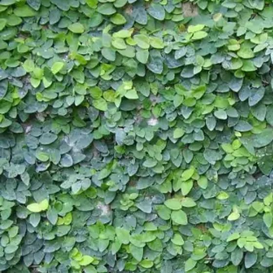 Creeping Fig