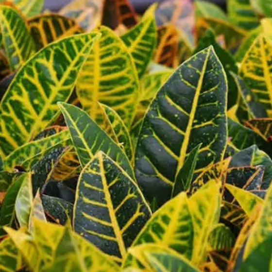 Croton