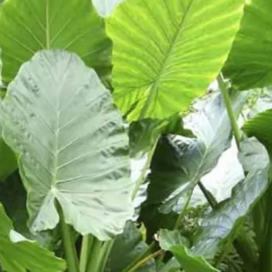 Elephant Ear (Alocasia)