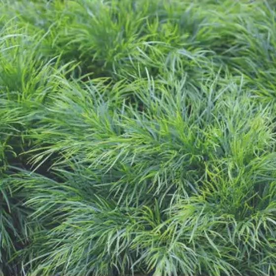 Foxtail Fern