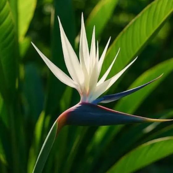 Giant White Bird of Paradise